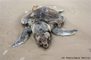 sea turtle