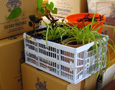 Moving your plants