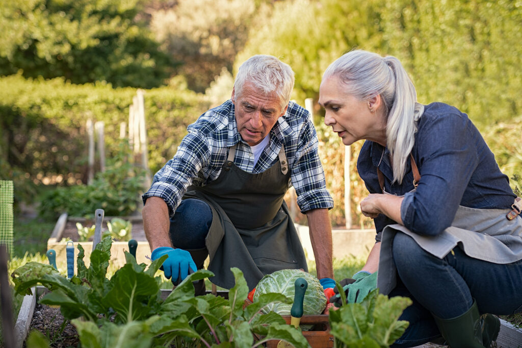 Senior man and mature woman wearing apron and picking vegetables