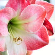 Amaryllis