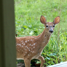 Organic deer repellant Organic deer repellant