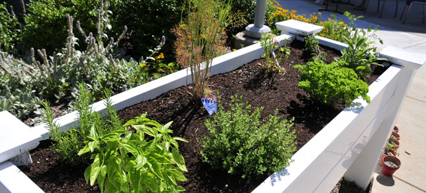 Tired of bending? Garden on a table-top! Tired of bending? Garden on a table-top!