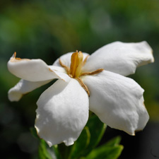 Hardy Gardenia Hardy Gardenia
