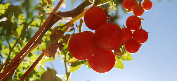 Tomato growing tips Tomato growing tips
