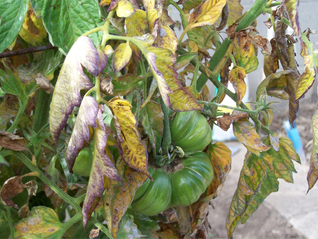 Verticillium wilt