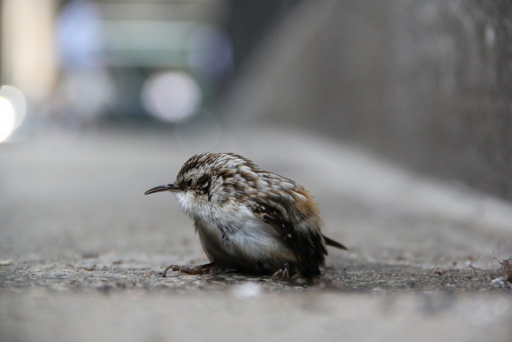 still A migrating bird survives a collision with a Center City sky scraper.