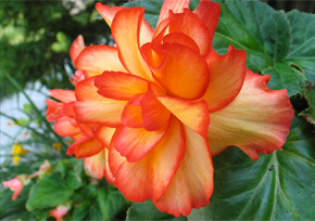 Tuberous begonia