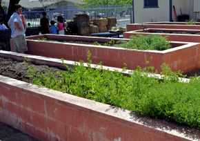 Raised Beds
