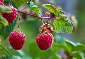 Growing raspberries Growing raspberries
