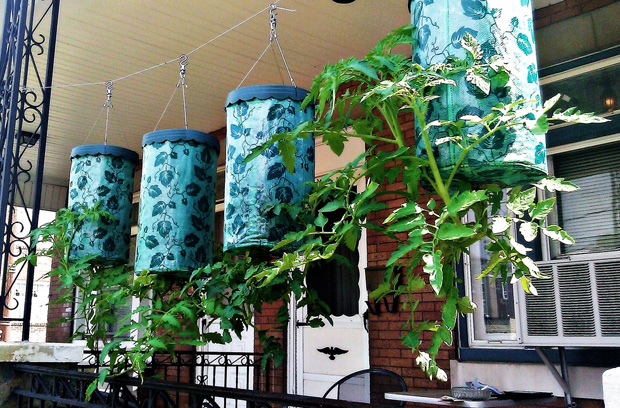 Topsy Turvy Tomatoes - Growing tomatoes upside down