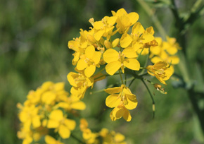Growing and making homemade mustard Growing and making homemade mustard