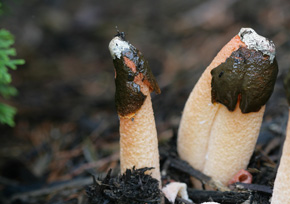 Stink horn fungus Stink horn fungus