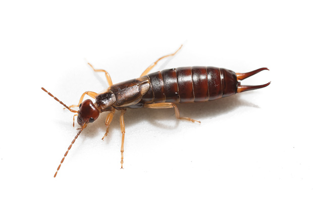 Getting rid of earwigs