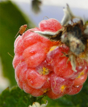 Spotted wing drosophila - raspberries Spotted wing drosophila - raspberries