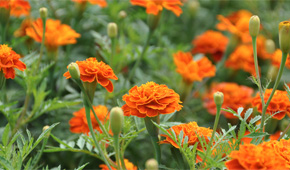 Marigolds prevent nematodes