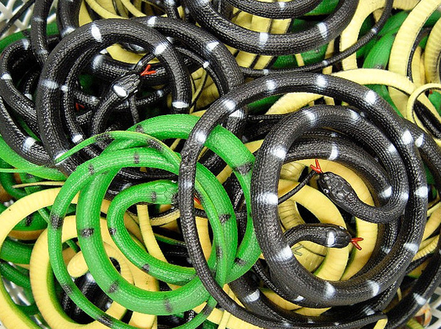 Rubber snakes scare away squirrels