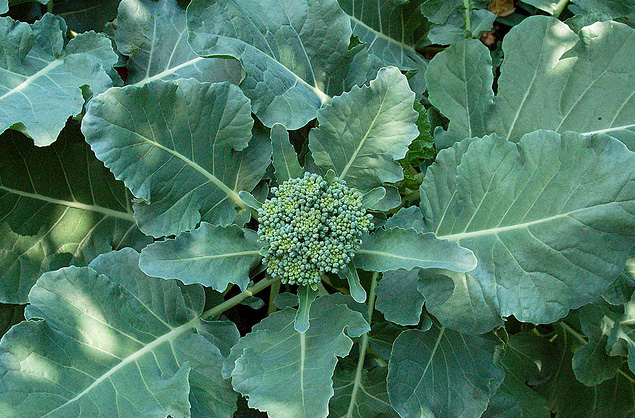Growing broccoli