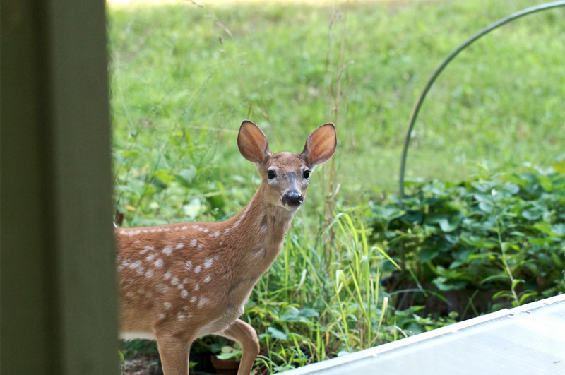 Are deer eating your plants or trees?