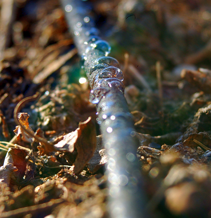 Drip irrigation