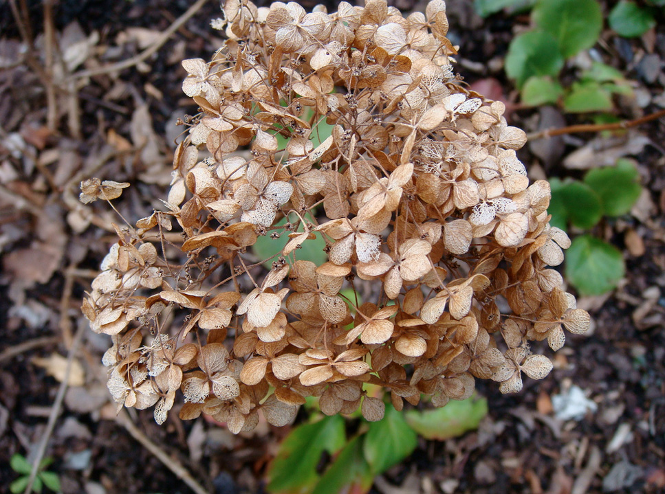 Dried hydrangea 