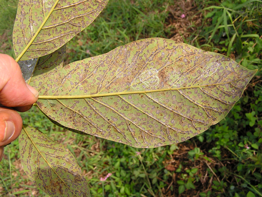 Mite Damage