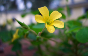 Yellow Clover