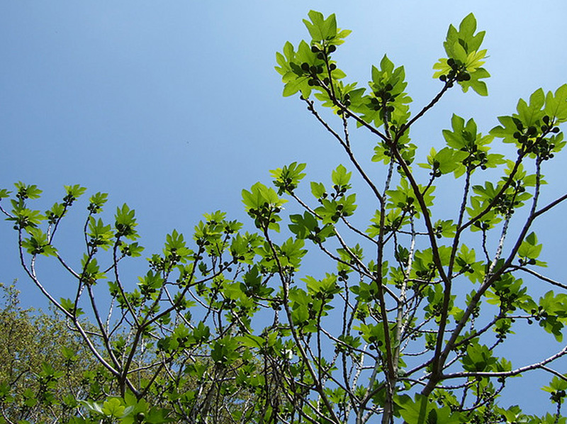 Pruning and caring for a fig tree