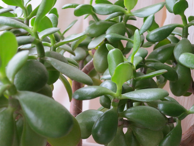 Jade plants