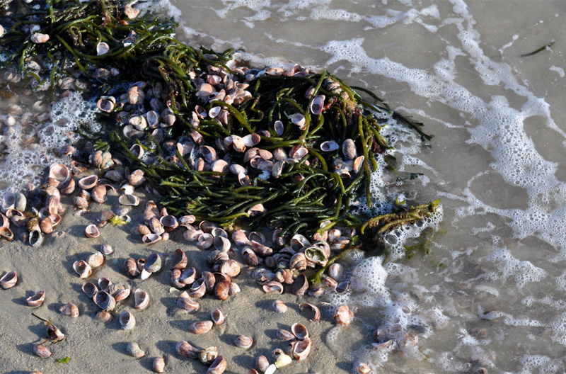 Using seaweed in your garden