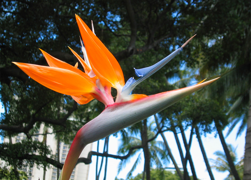 Growing bird of paradise