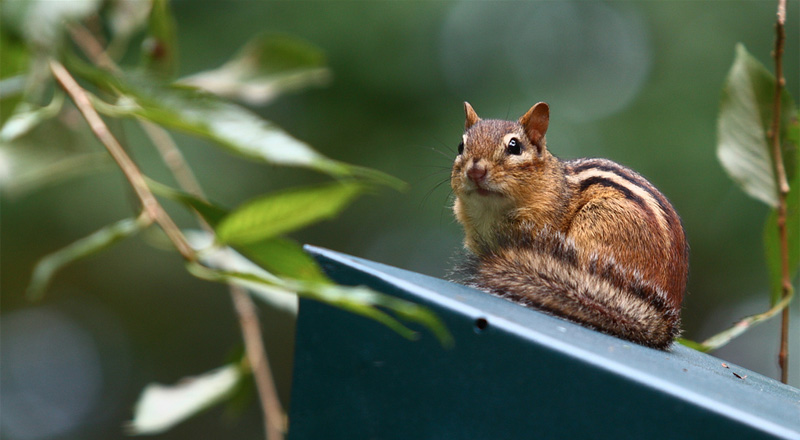 How to get rid of chipmunks and squirrels