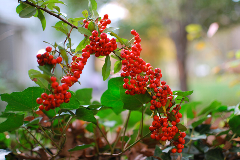 Firethorn, pyracanthus