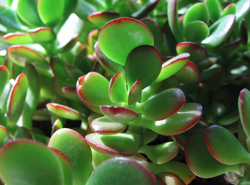 Jade