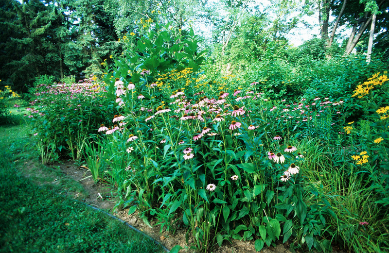 How to plant a rain garden