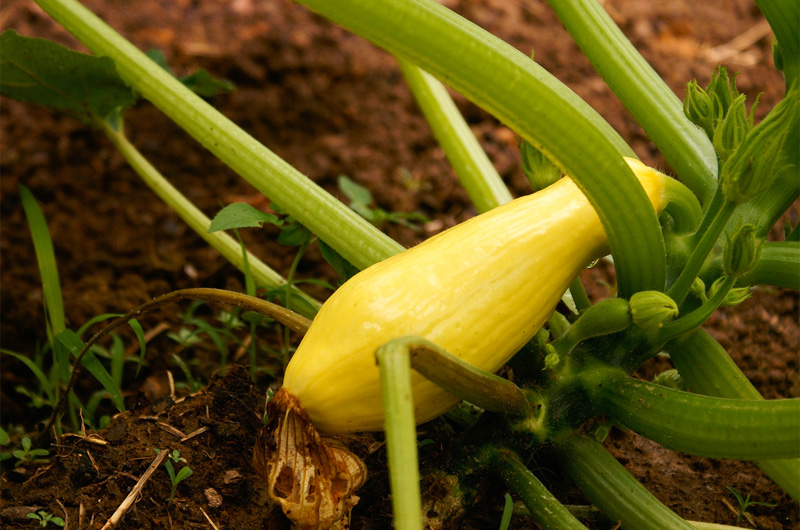 Summer Squash
