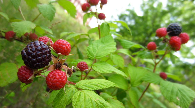 Growing raspberries