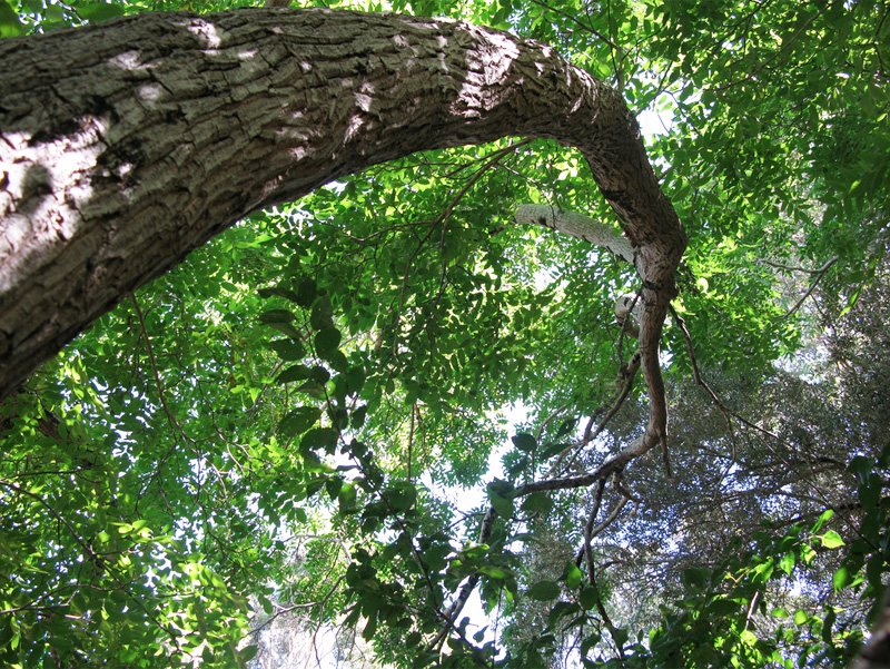 Planting, gardening under a walnut tree