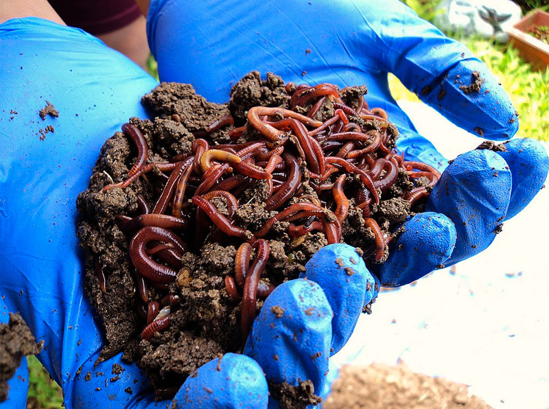 Worm Compost