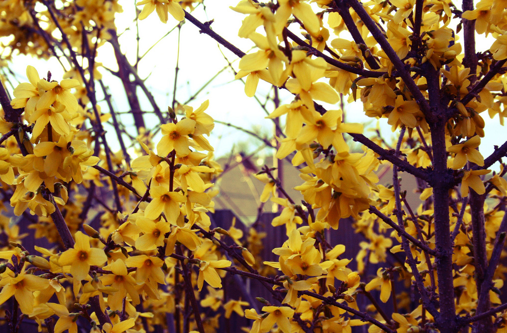 forsythia