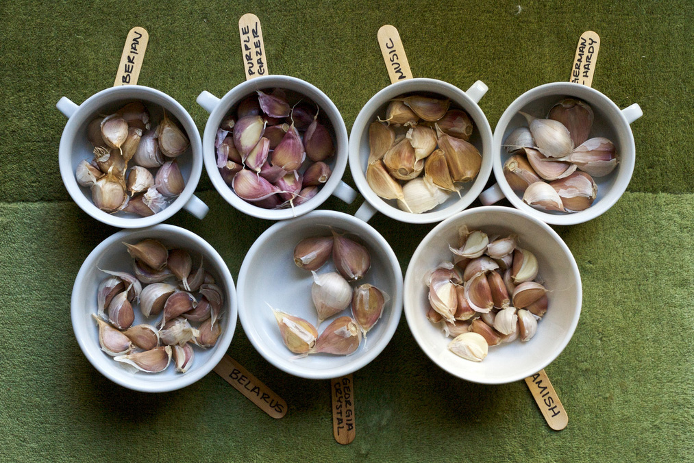 Planting garlic