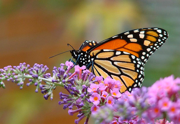 Attracting monarch butterflies