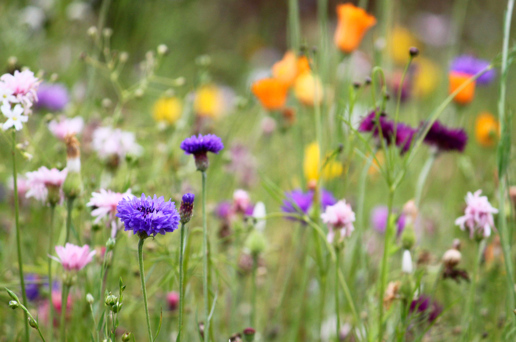 Building a rain garden