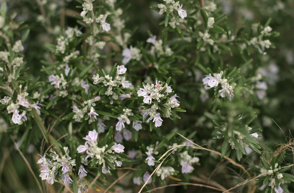 Growing rosemary