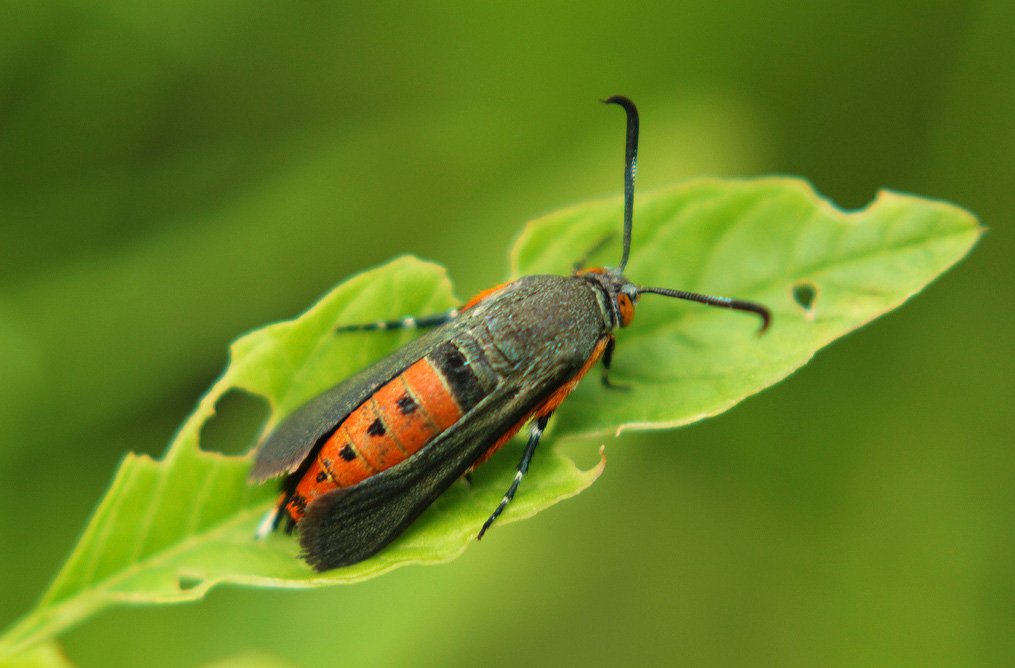 Squash vine borer