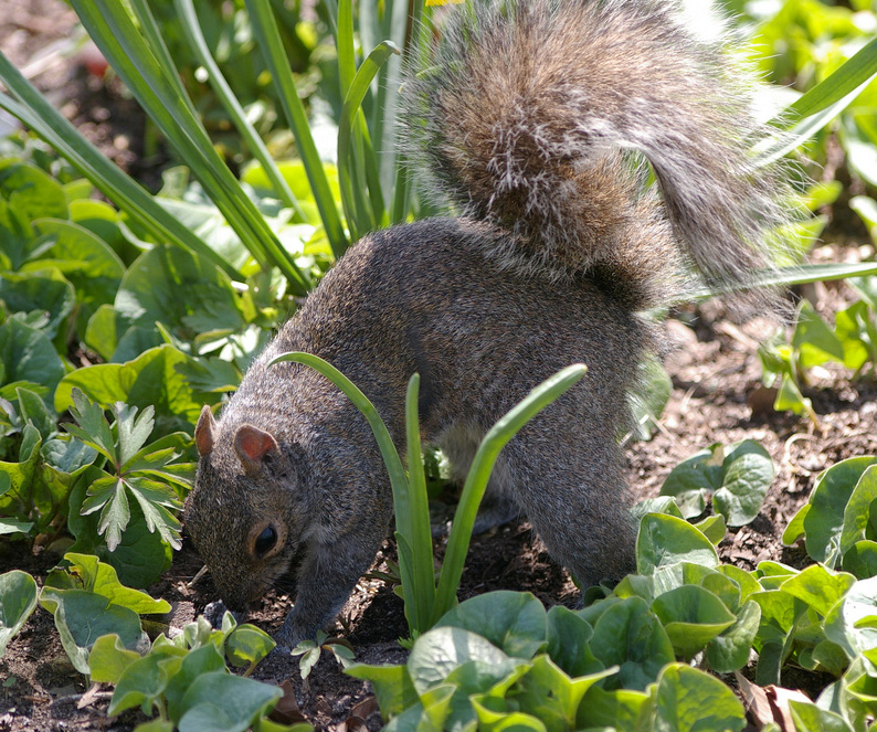 Getting rid of squirrels