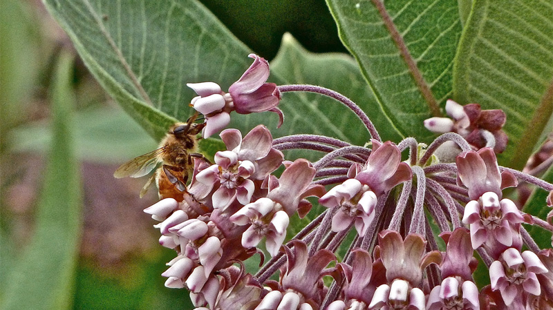 Wildflowers