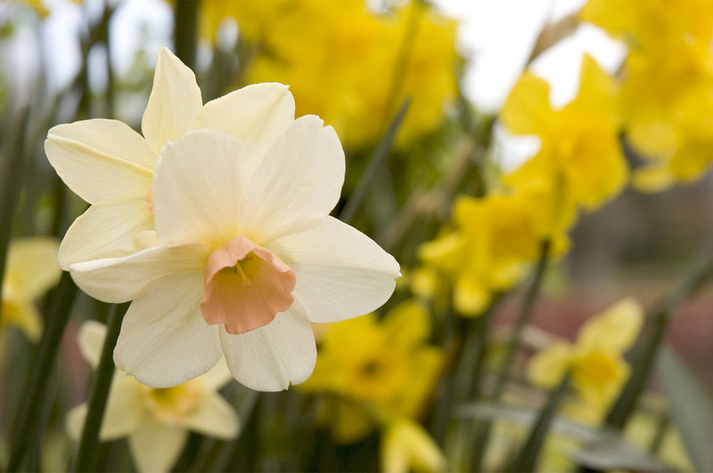 daffodil