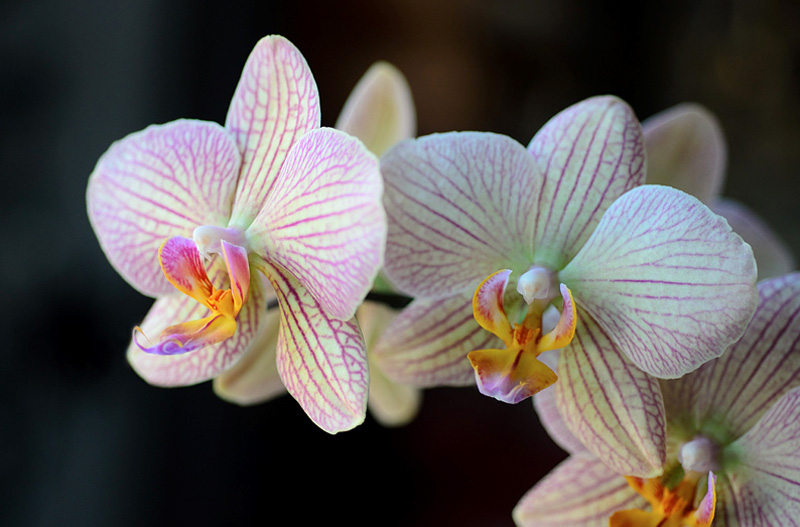 Caring for orchids