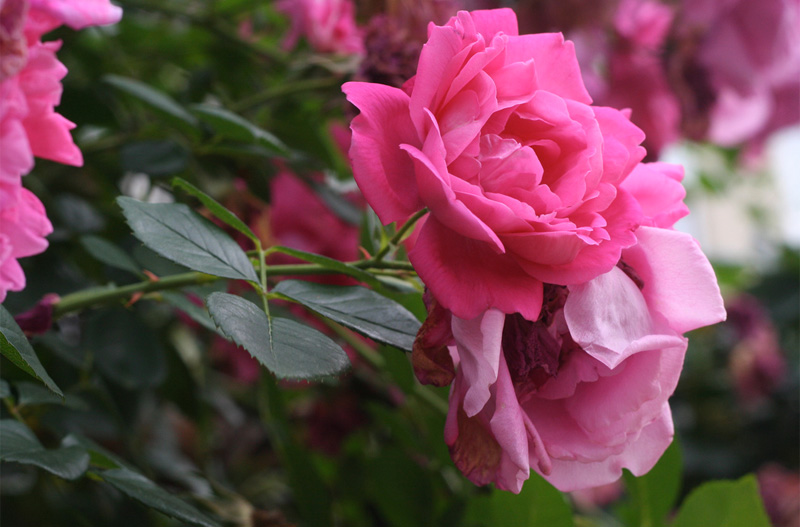 roses
