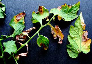 Verticillium wilt tomato leaves